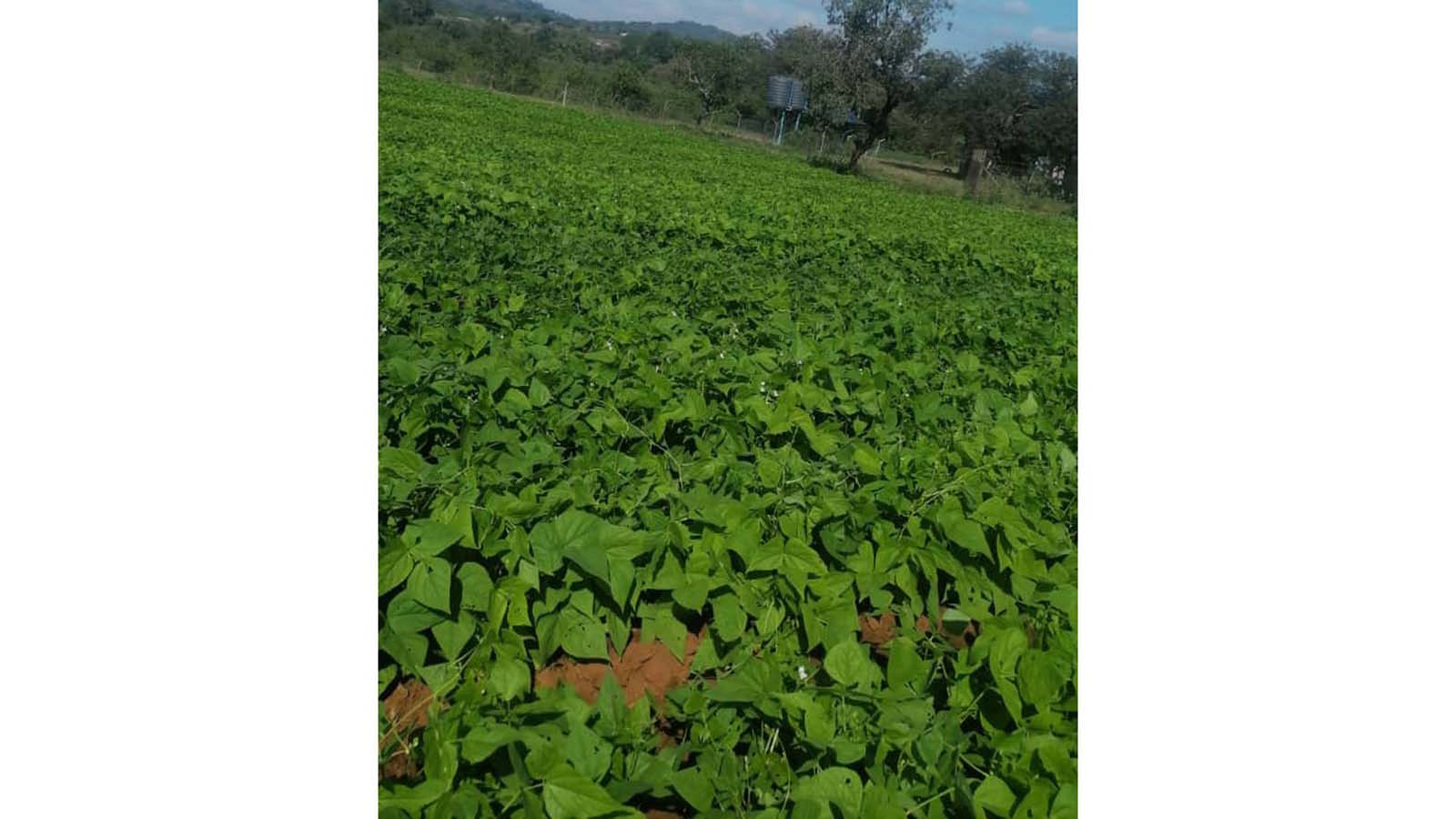 Presidential borehole scheme transforms Musume village, empowering 50 families