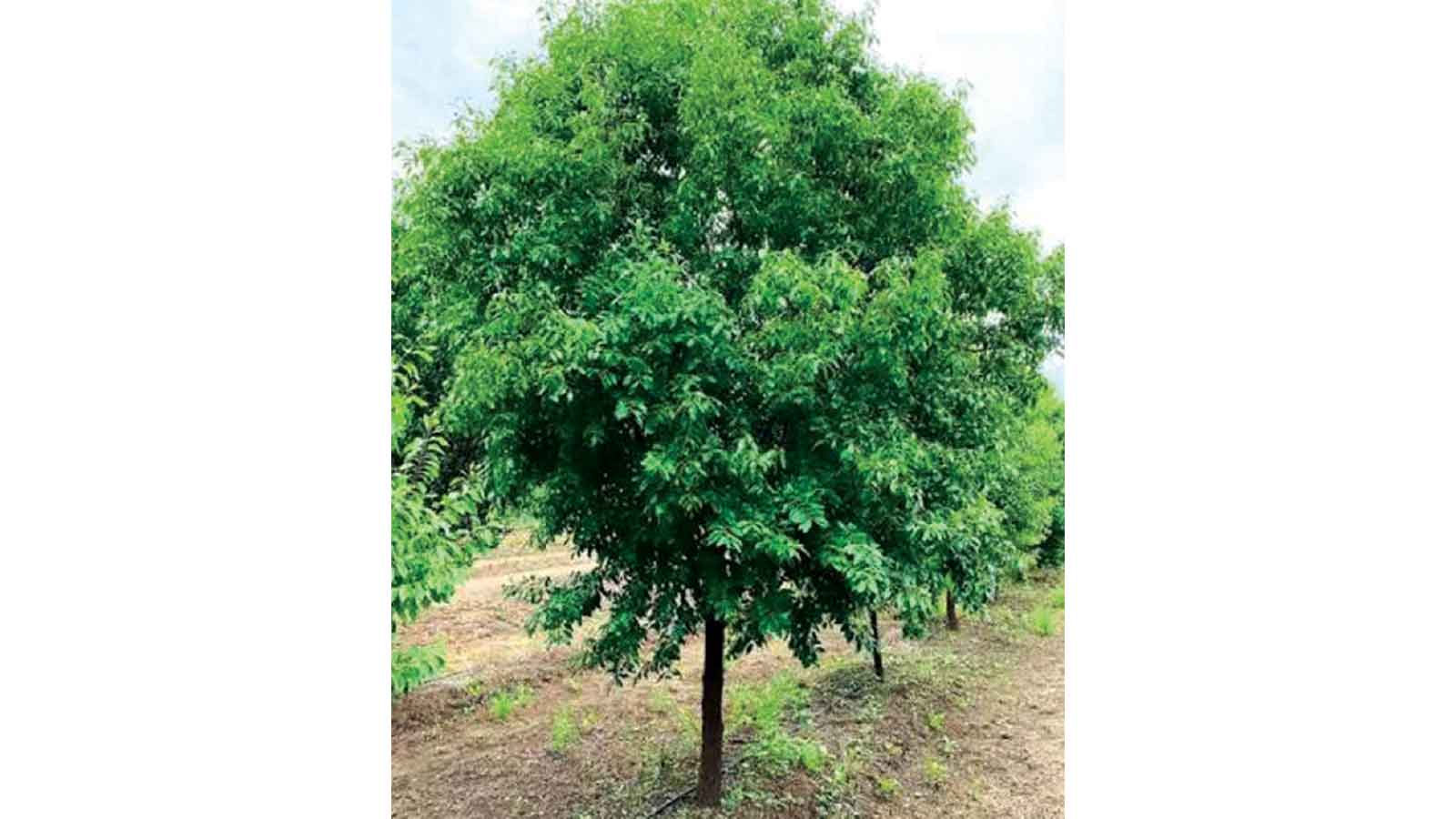 Eco-friendly gardening with the bird plum
