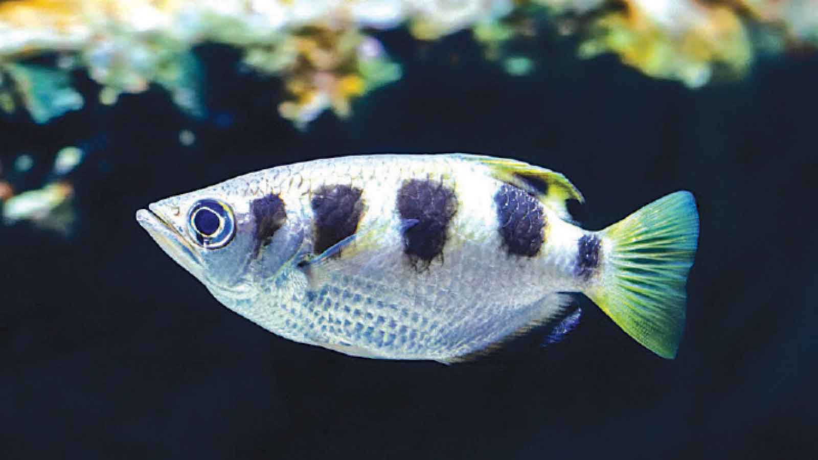 The Archerfish: Mastering the art of calibration