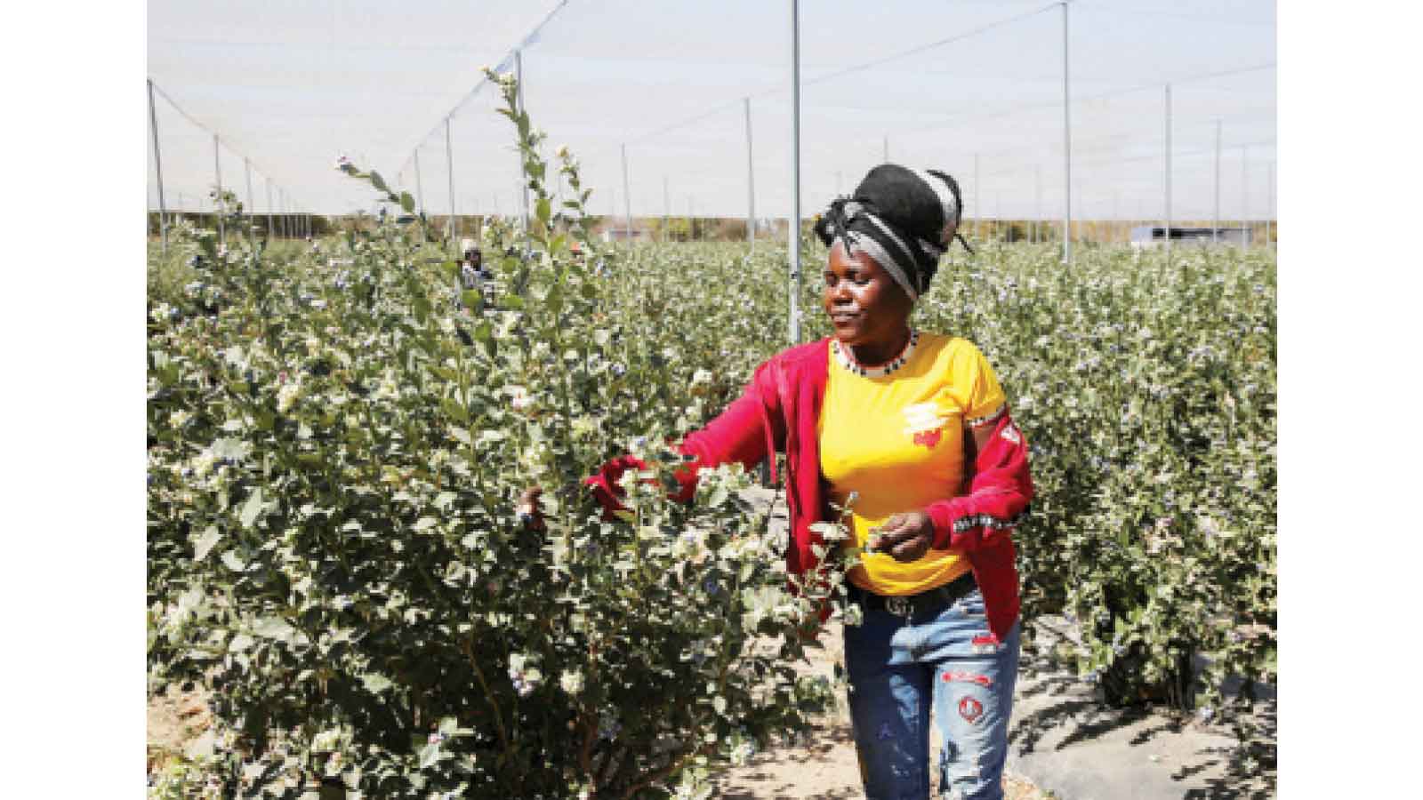 Lenders invited to tap into RBZ’s horticulture facility