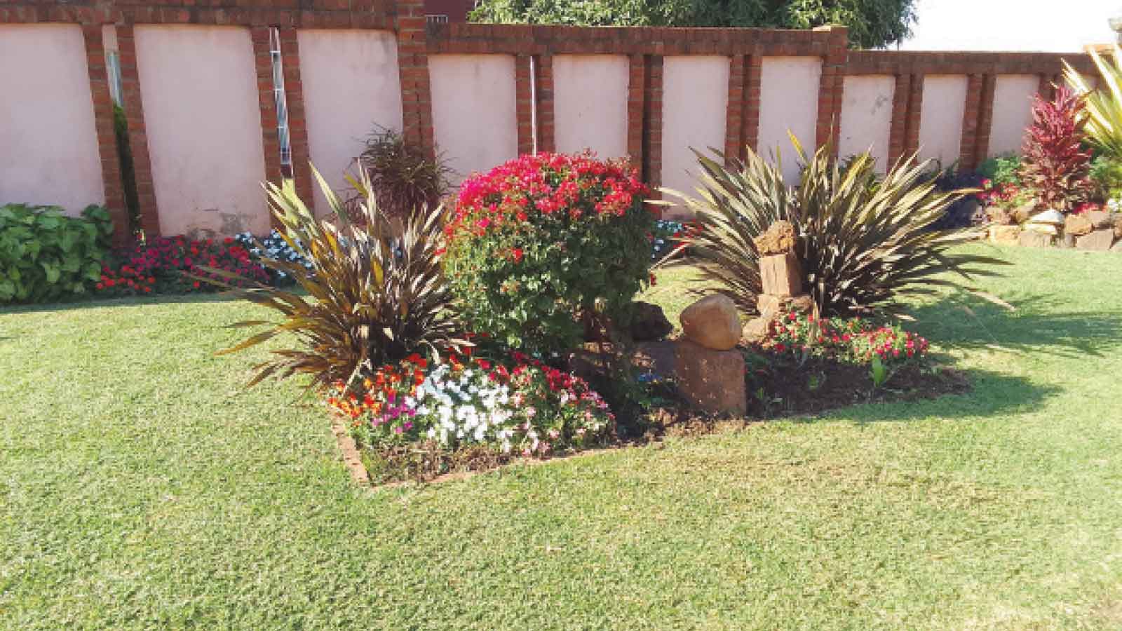 Transform your garden with vibrant summer annuals