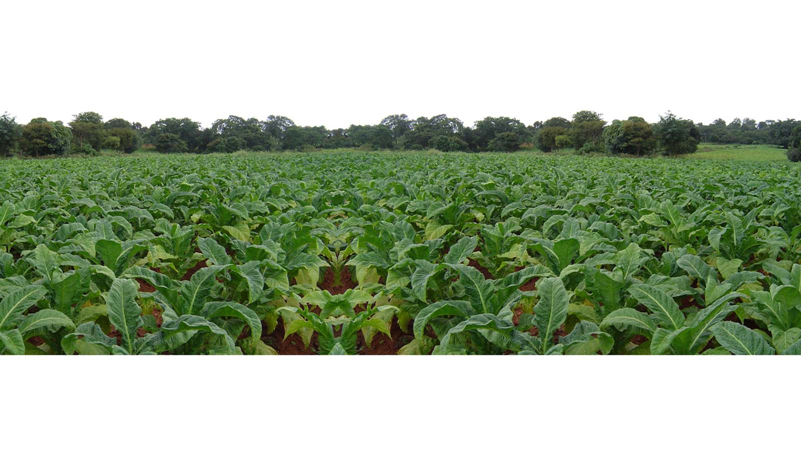 Tobacco sales surge past US$310 million as deliveries increase