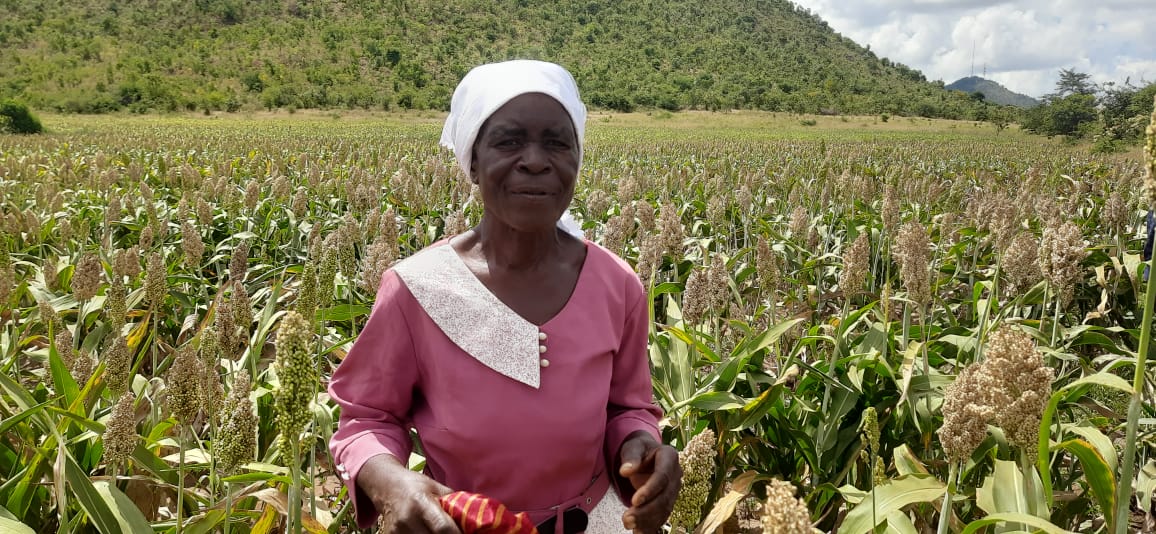 UZ develops climate smart traditional grain varieties
