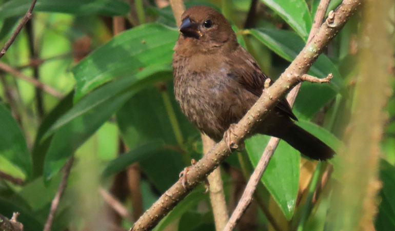 Lesser Seedcracker bird