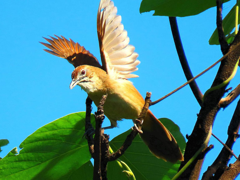 Eastern Highlands, a birdwatcher’s dream in Zimbabwe