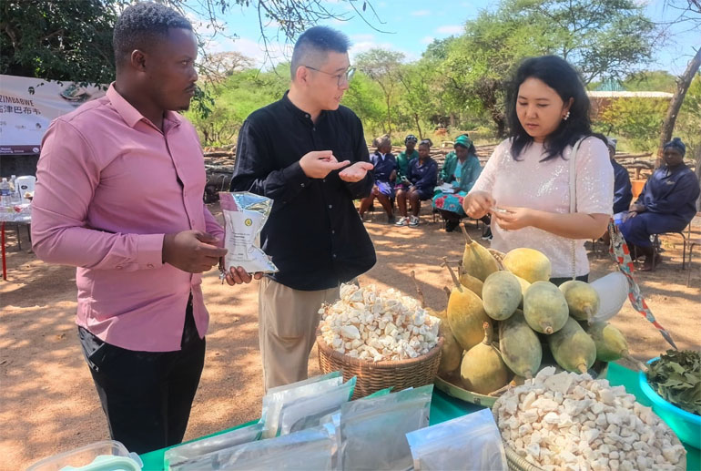 Manicaland’s secret economy in the trees
