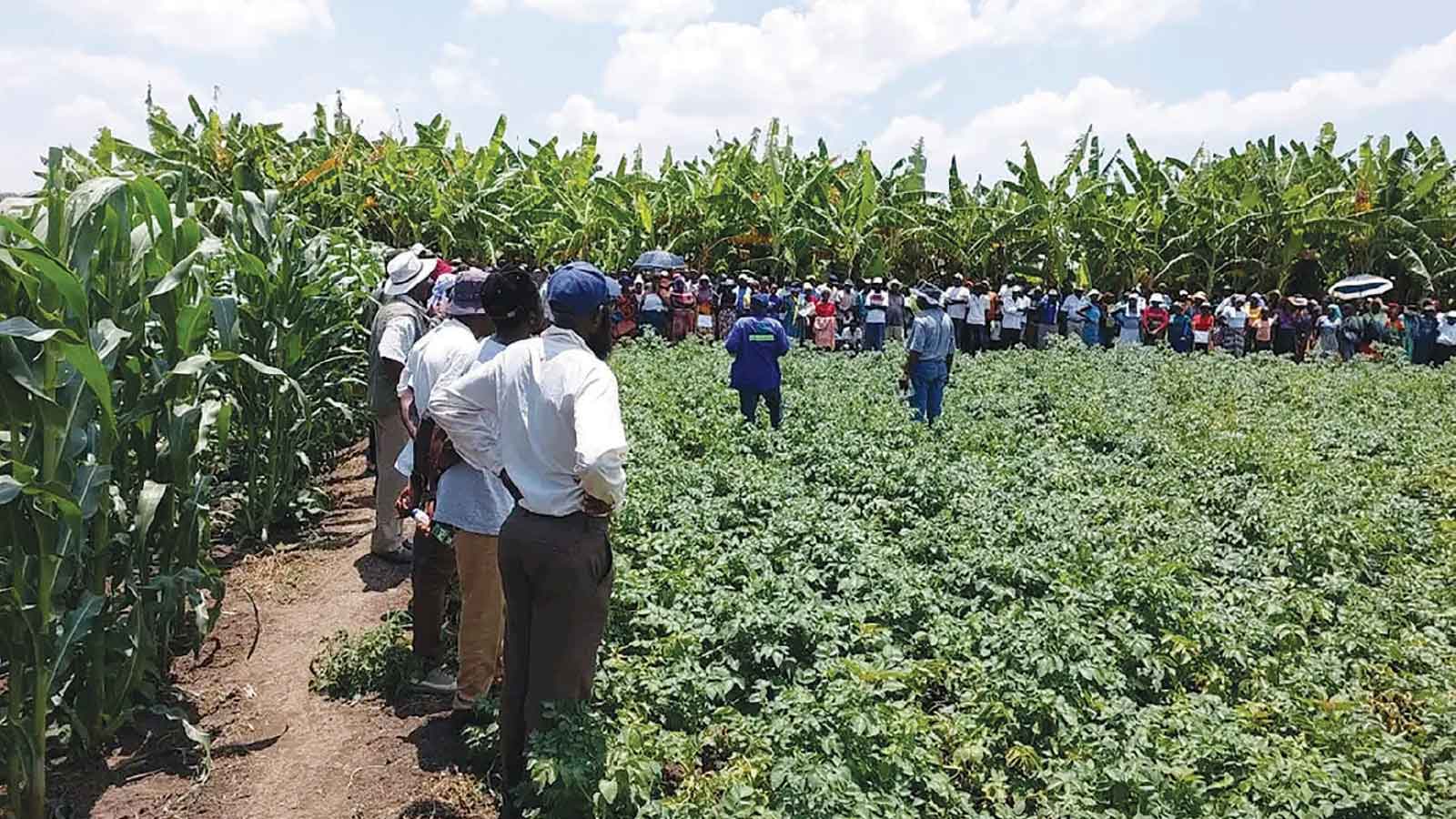 Business, UK firms seek Zim sweet potatoes as export demand rises