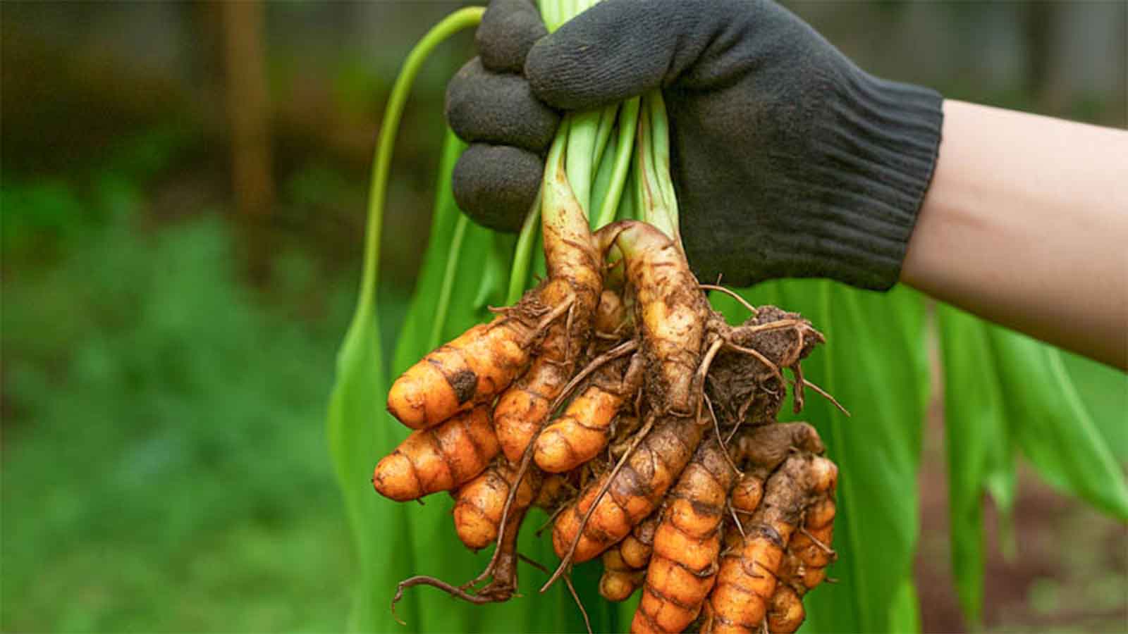 Turmeric farmers target to spice up global markets