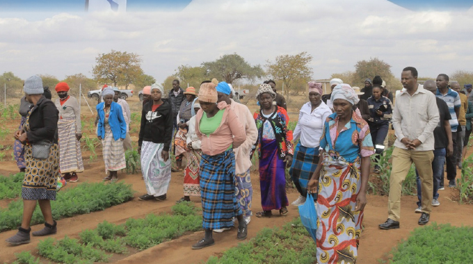 Where freedom meets the soil: Independence finds meaning in Beitbridge’s fields