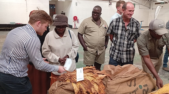Gold start for golden leaf as Bulawayo’s auction hits US$3,80 high