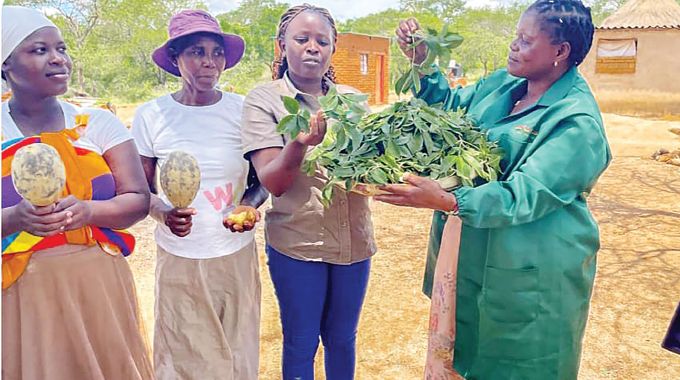 ZIMTRADE boosts tech support for Matabeleland heritage producers