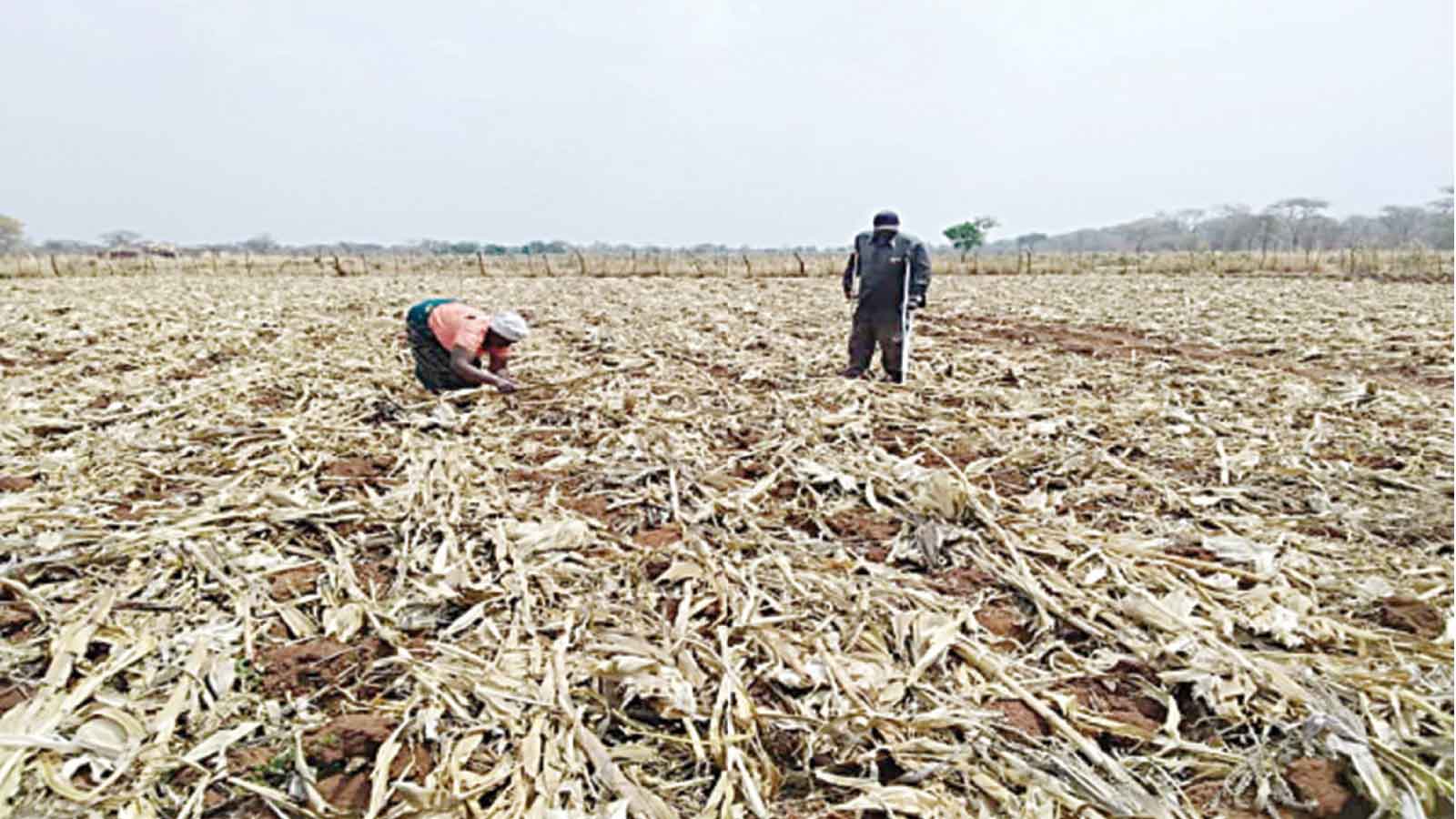 Pfumvudza programme boosts food security, farmer yields