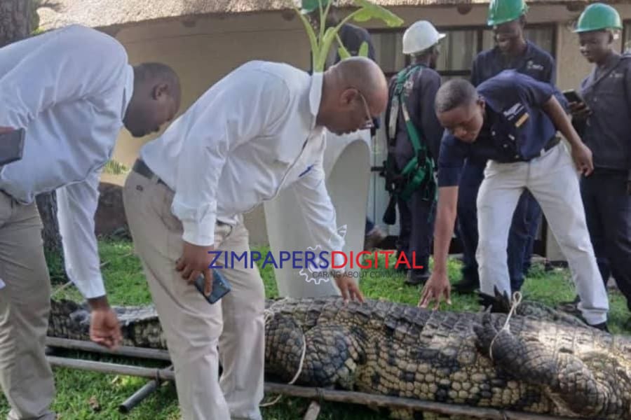 WATCH: Huge crocodile makes surprise appearance at A’Zambezi River Lodge reception