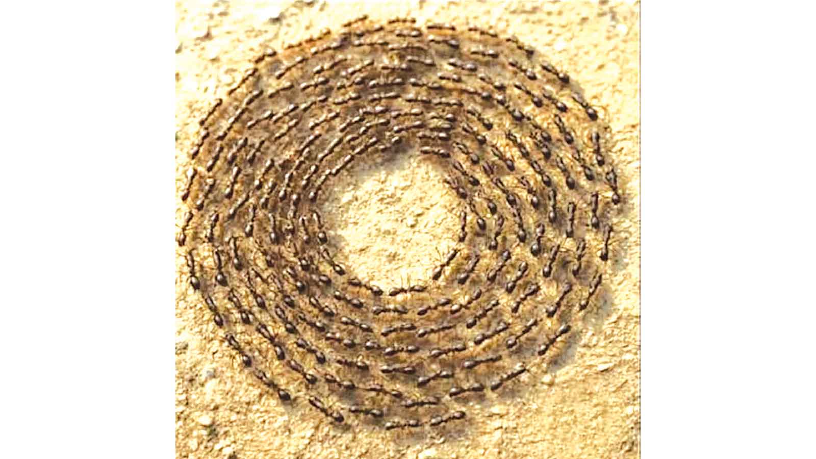 The ant death spiral: A warning for leaders, teams, and individuals