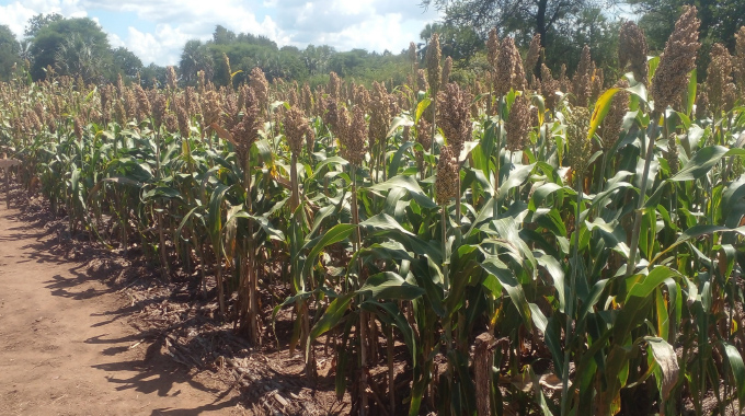 Climate-smart agriculture benefits Hwange farmers