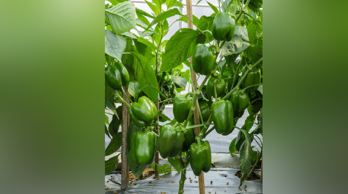 Vunani  i-green  pepper