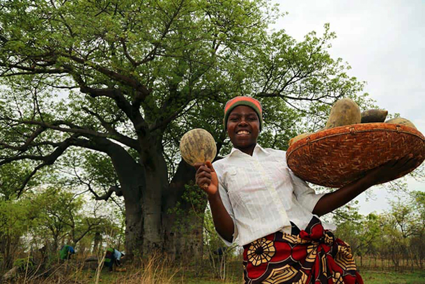 A vendor sells baobab fruits to tourists