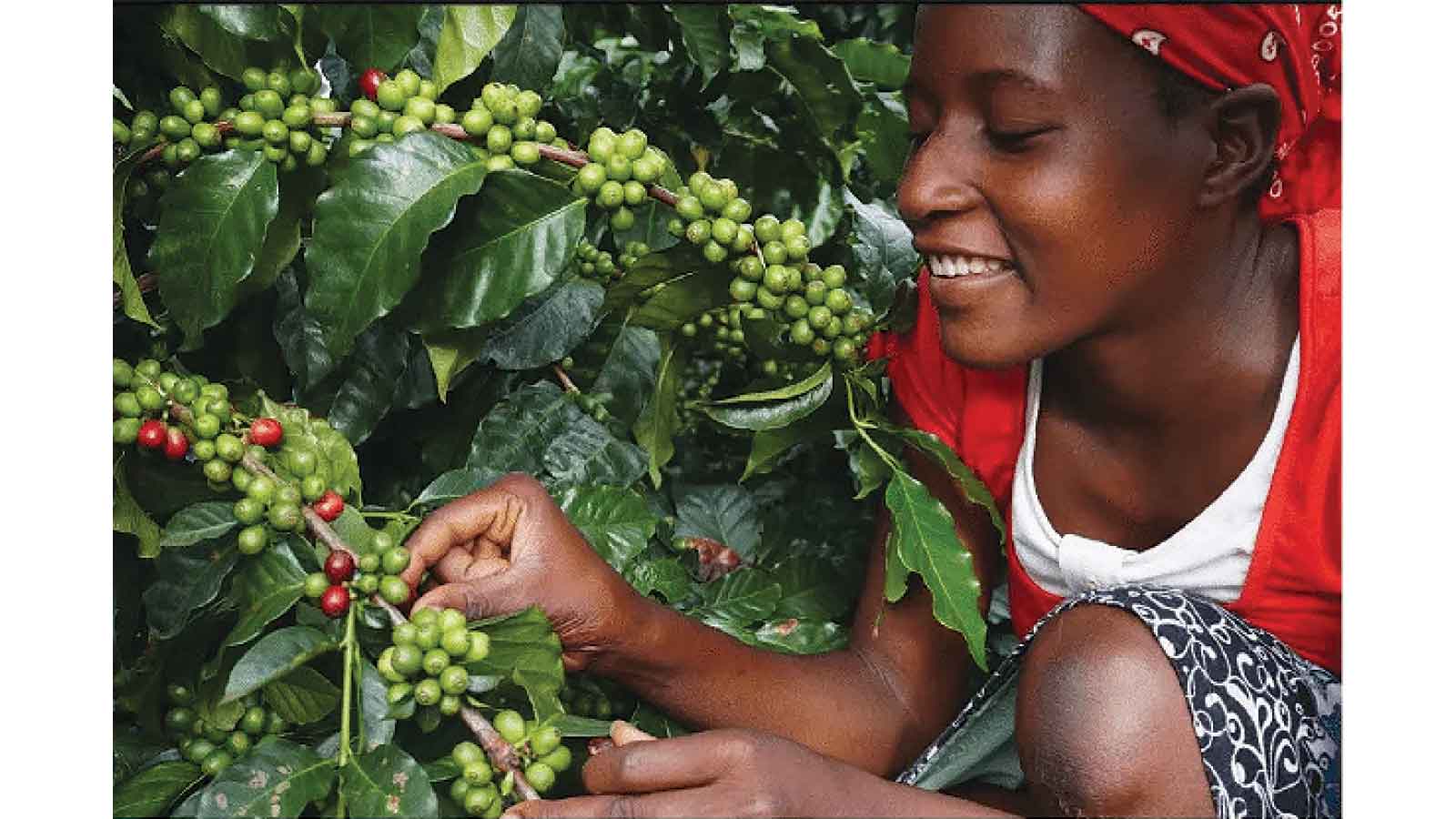 Zim coffee exports  jump 59pc to US$1m