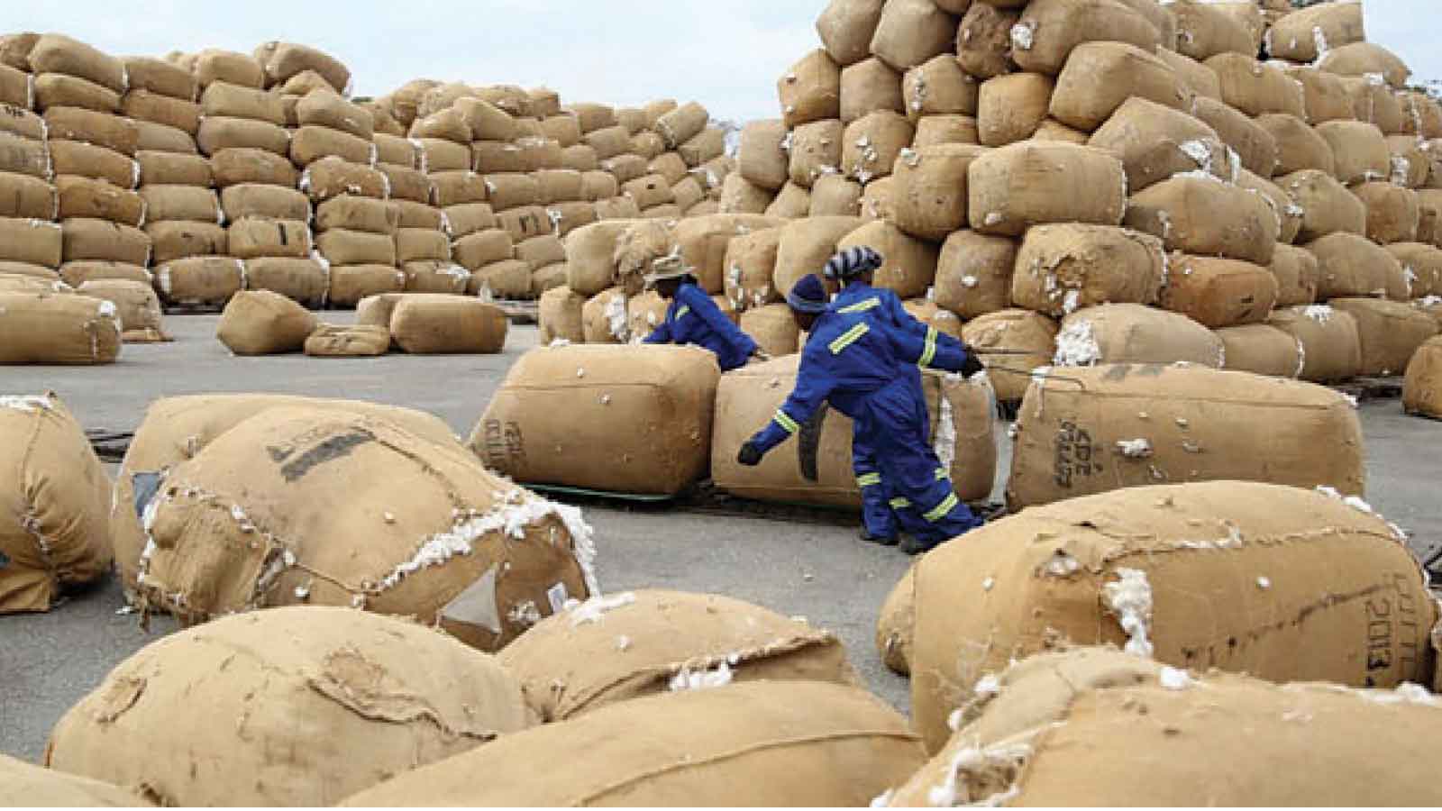 2026 cotton output seen jumping 33 percent