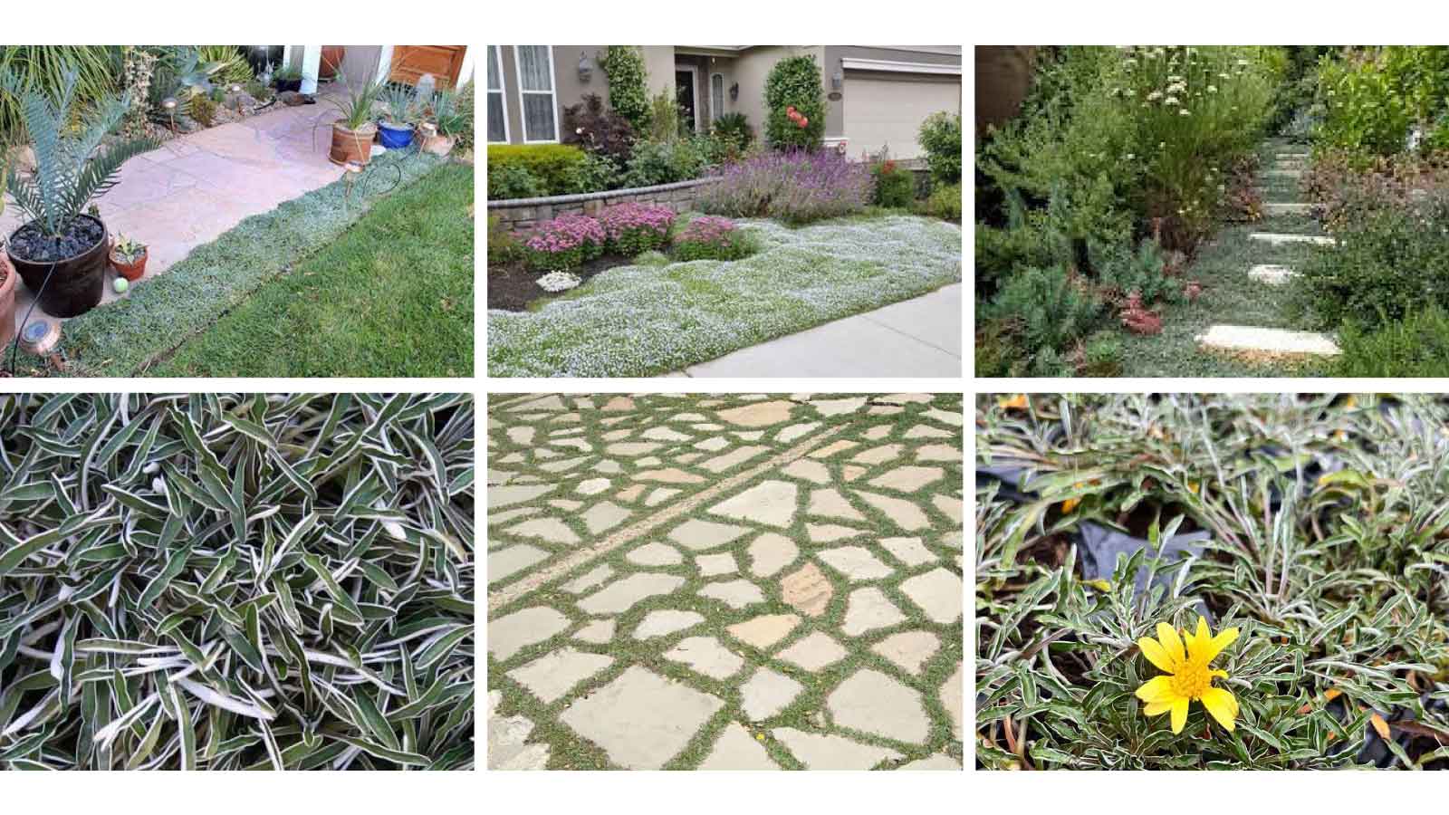 A low-maintenance masterpiece for your garden