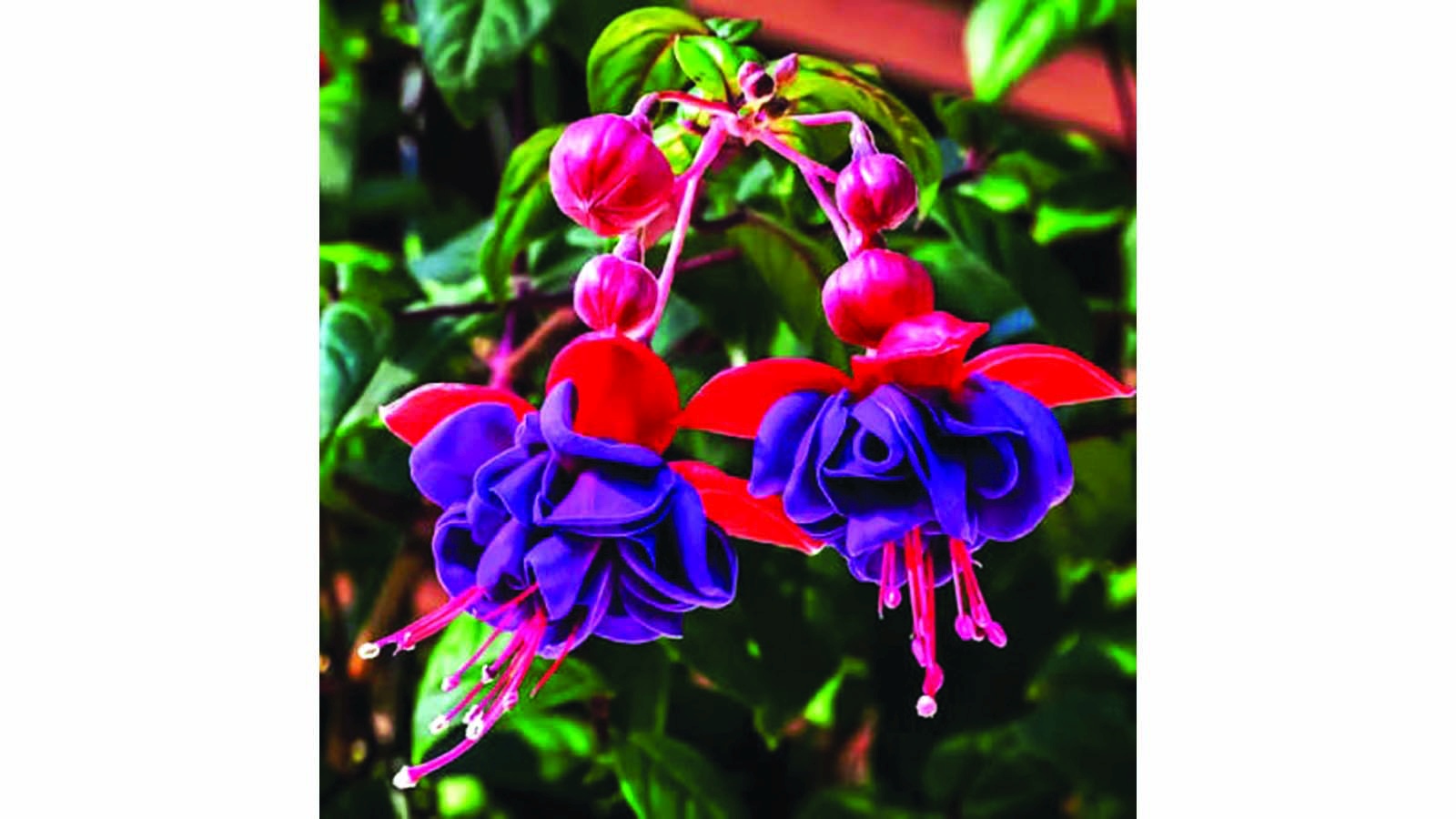 Fuchsias are prized for their vibrant colour and versatility