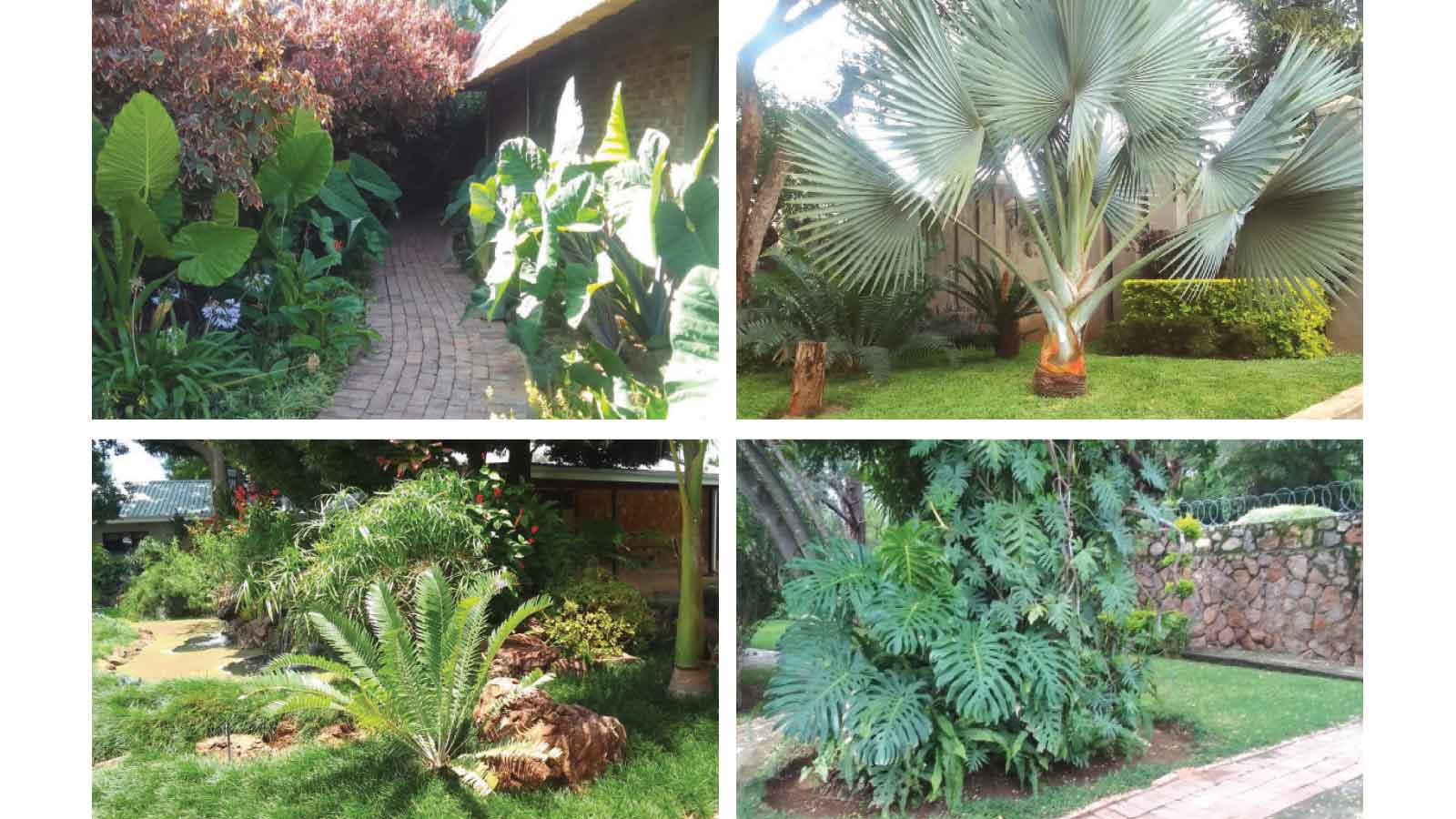 Transforming your garden  with high-impact foliage
