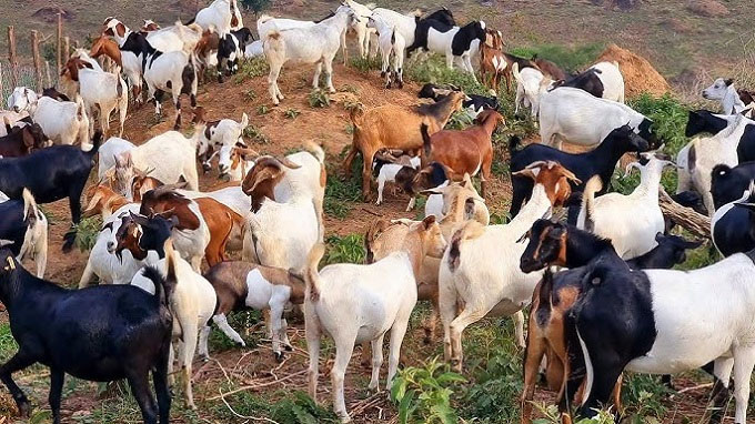 Small livestock production on the rise