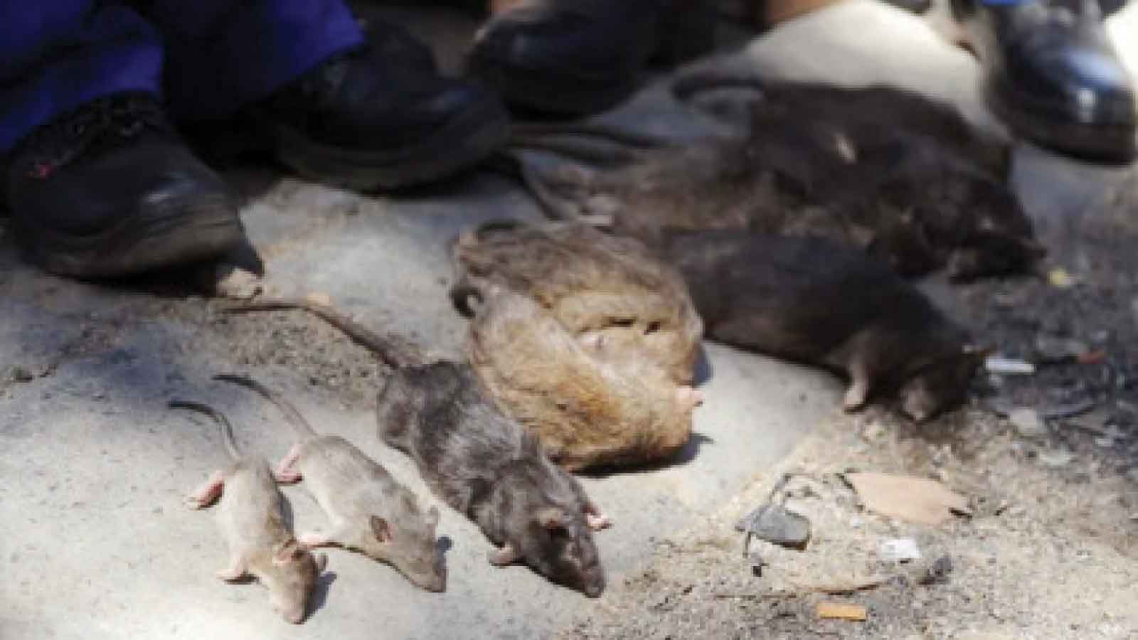 Explainer: What you need to know about the Hantavirus