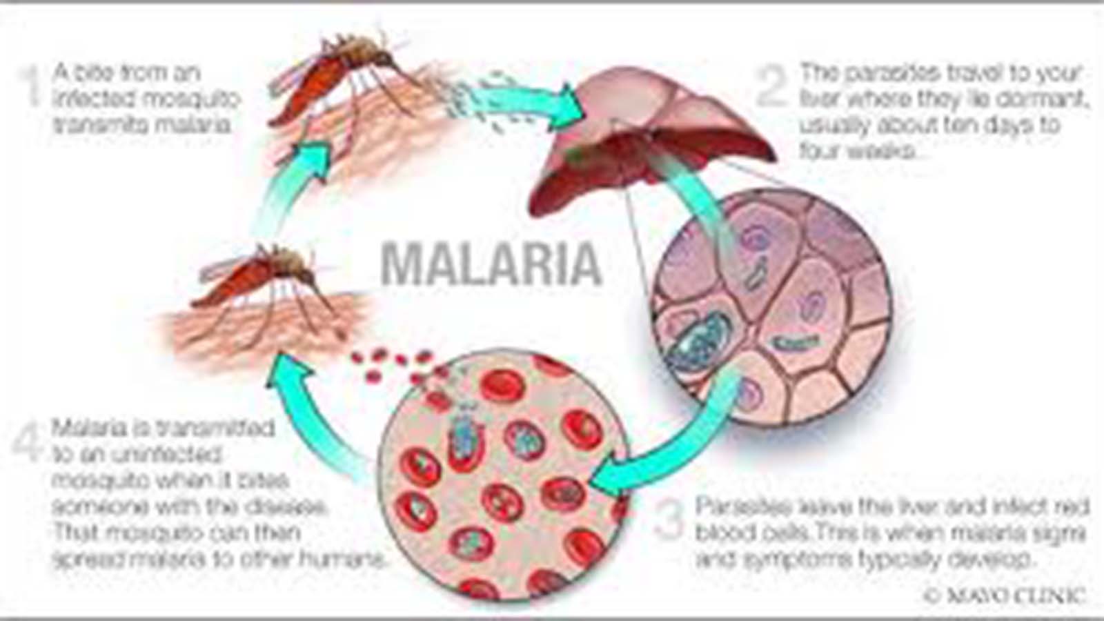 Malaria deaths rise in Mash Central outbreak