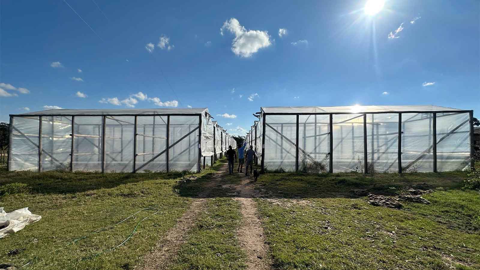 Matabeleland tobacco growers use Marula barns to save forests