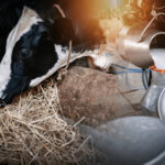 Milk production in Manicaland rose by 5,18 percent, climbing from 30 739 450 litres last season to 32 331 913 litres