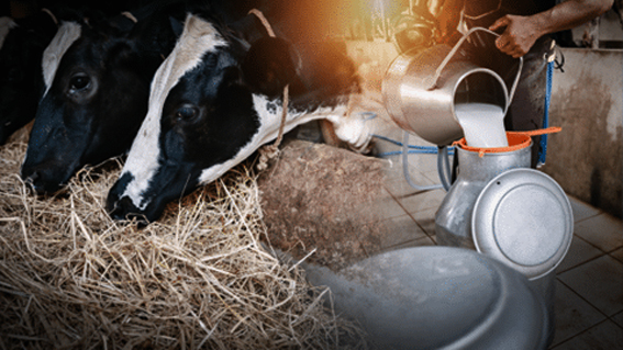 Manicaland milks its way to national glory