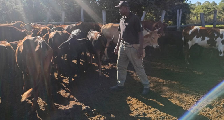 Mr Manyika shows his Mashona breed cattle