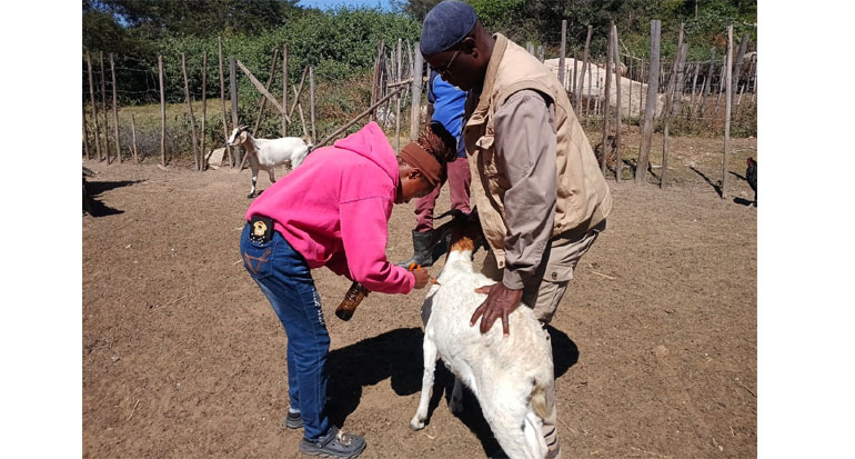 Teen genius cracks tick killer cure