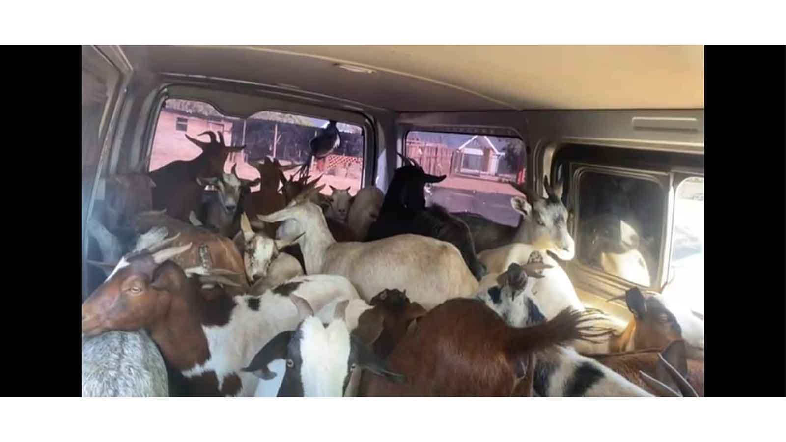MAN FOOLS KOMBI OWNERS, USES VEHICLE TO STEAL GOATS