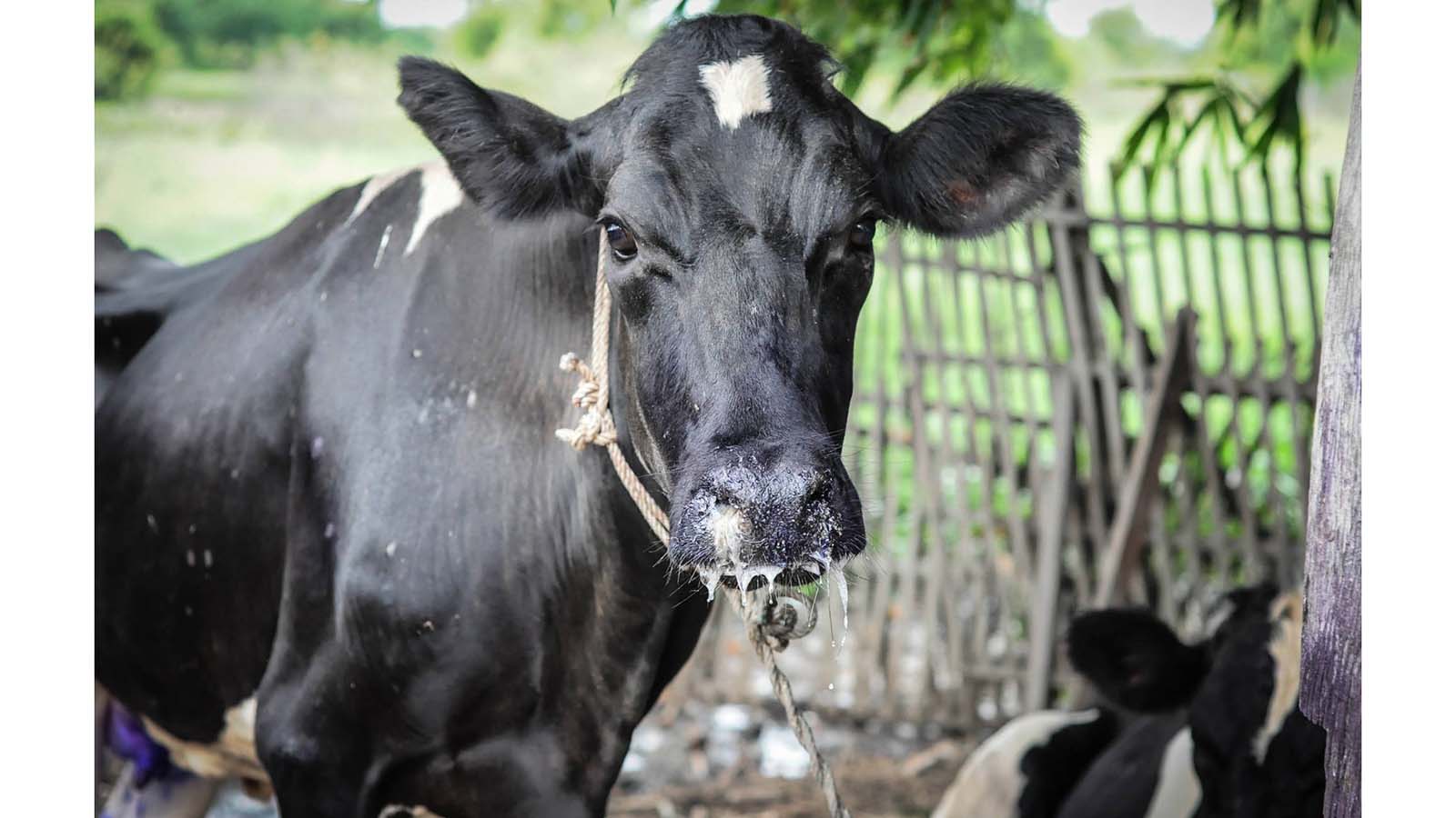 Zimbabwe needs 1,2 million FMD vaccine doses