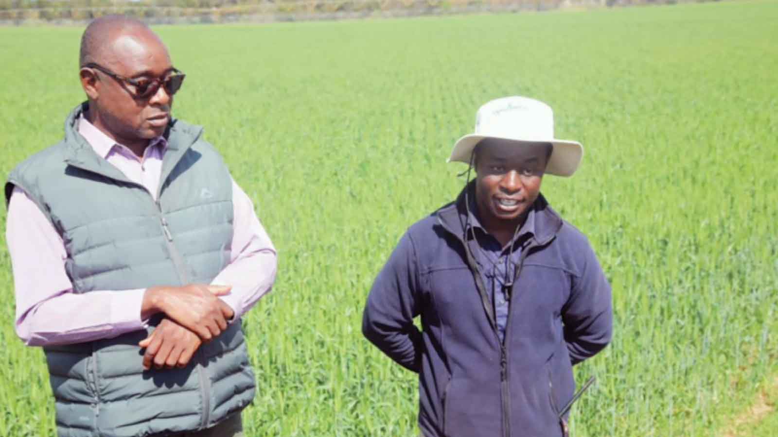 Wheat planting gathers pace, ARDA targets 325 000 tonnes