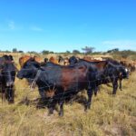 Cattle at the Nyozani rangeland regenerating site in Ward 18, Insiza District.