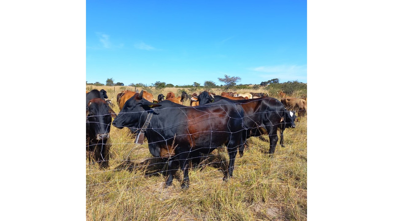 WATCH: Nyozani community empowered with Village Business Unit