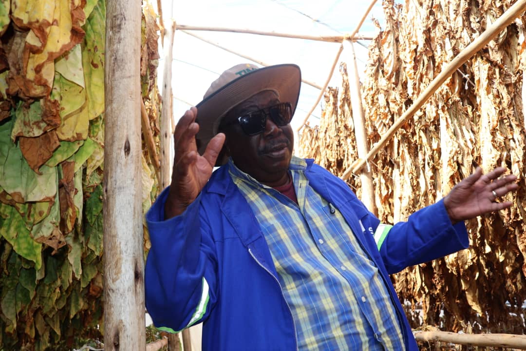 Farmers target 50 million kg tobacco output in Matabeleland