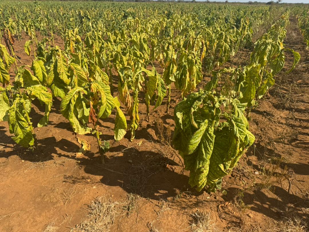 Farmers urged to destroy tobacco stalks to prevent spread of diseases