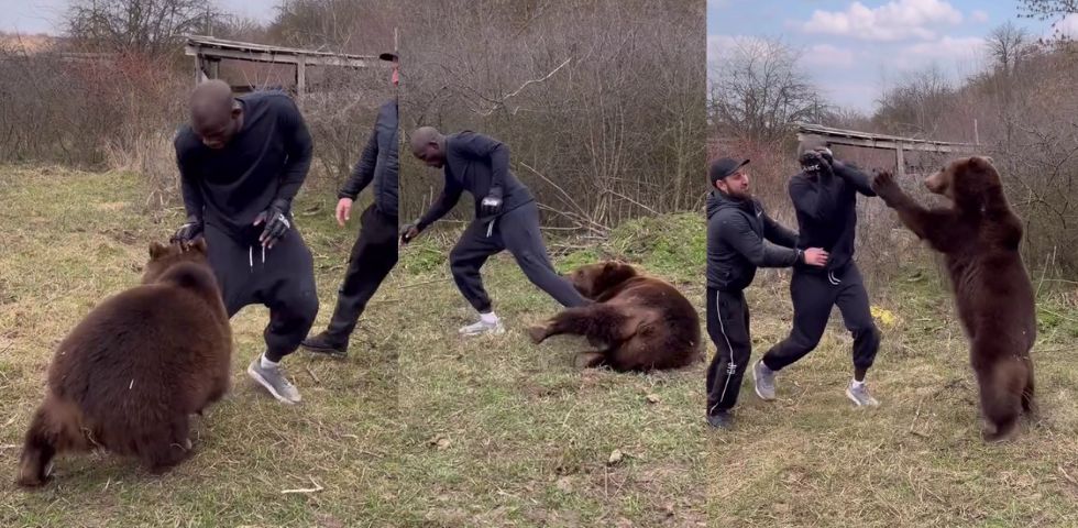 WATCH: “It’s biting me!” Former UFC fighter Gorimbo filmed in close encounter with bear