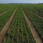 Manicaland has set the planting target of 15 000 hectares this season, and farmers have until today (Friday), to beat the planting cut-off date
