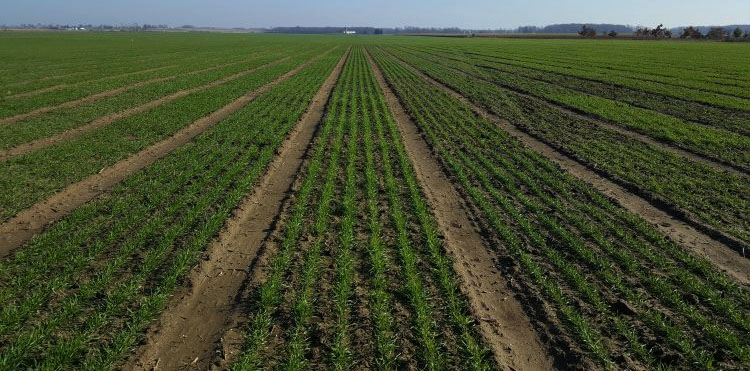 Winter wheat planting in full swing