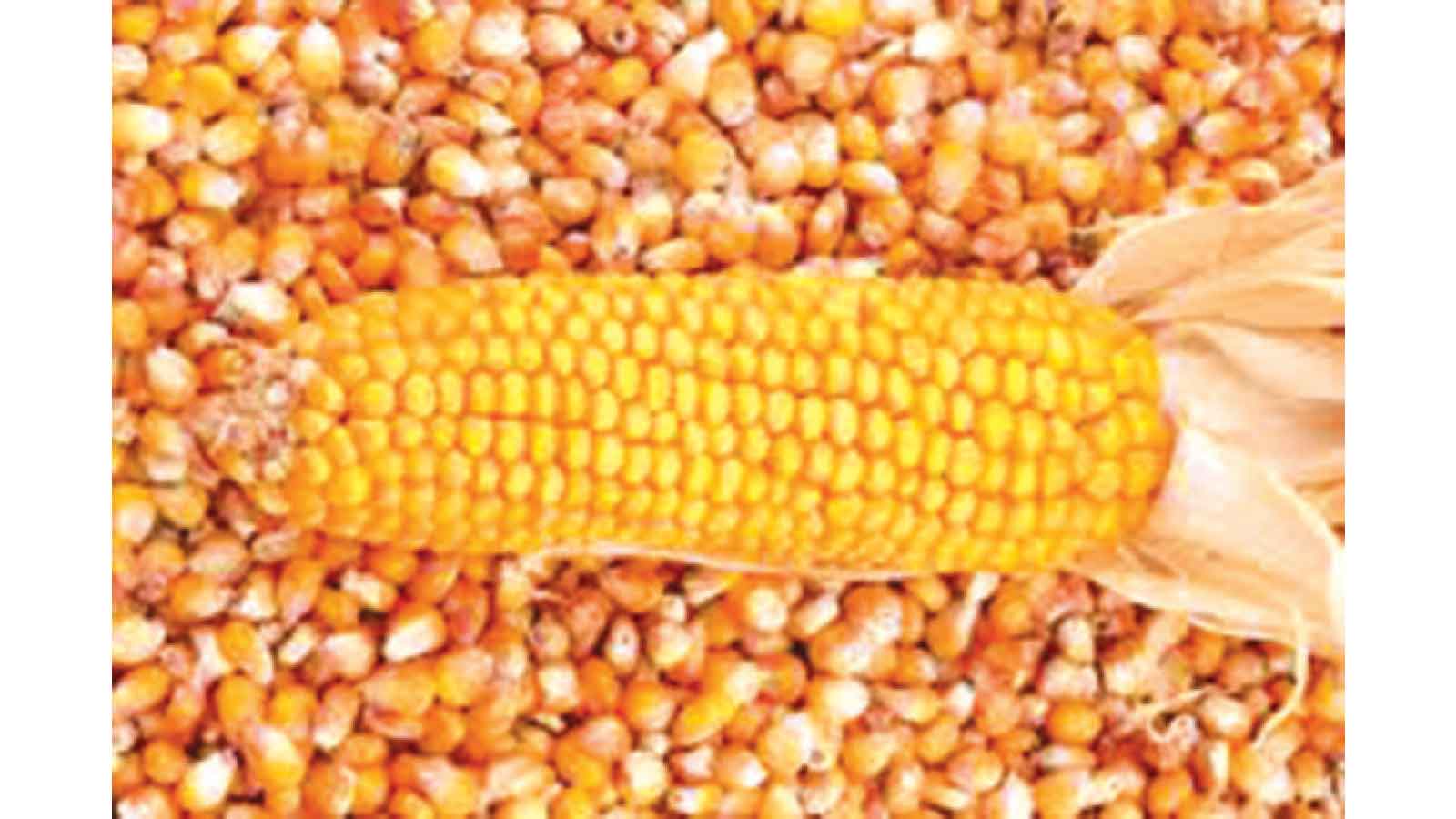 Securing feed, saving food: Call for hybrid yellow maize seed