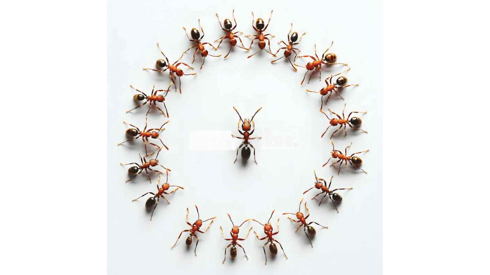 Breaking the ant death spiral: Disruption and dissent