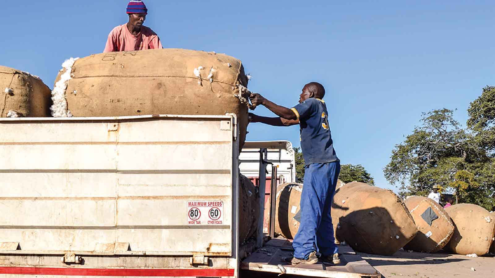 Mixed feelings over  cotton producer price