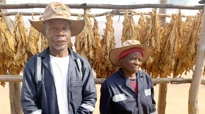 Tobacco fever grips Matabeleland South as farmers chase new fortunes
