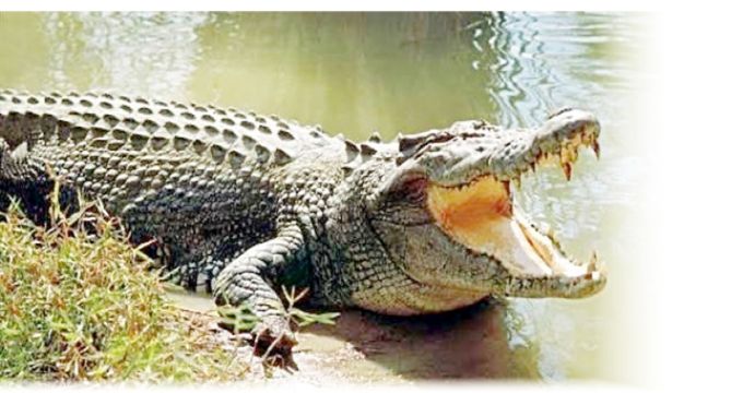 Crocodile attacks increase as water levels rise :The danger beneath  calm waters