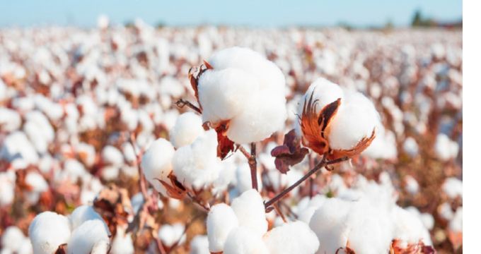 Call for early start to 2026 cotton selling season